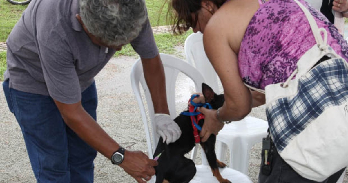 G Mil C Es E Gatos J Foram Vacinados Contra Raiva Em