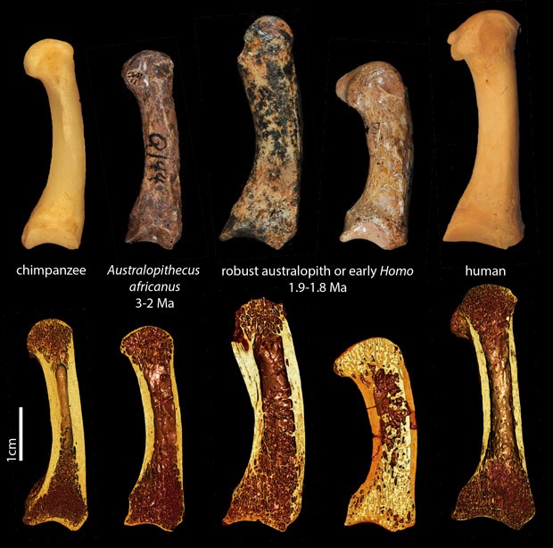   Fileira de cima mostra ossos dos metacarpos de polegar de (da esq. para a dir.): um chimpanzé, um fóssil de Australopithecus africanus, dois espécimes pertencentes ou ao gênero Australopithecus ou ao gênero Homo, e um humano; a fileira de baixo mostra imagens de tomografia dos mesmos exemplares (Foto: T.L Kivell/Divulgação)