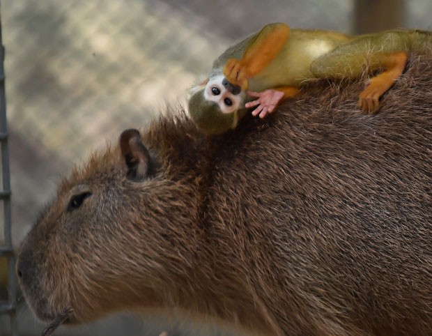 Close mostra a expressão relaxada do macaquinho sobre a capivara (Foto: Kazuhiro Nogi/AFP) Close mostra a expressão relaxada do macaquinho sobre a capivara (Foto: Kazuhiro Nogi/AFP)