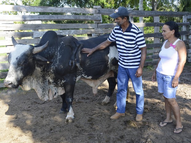 Casal diz que touro tem sade e eles no querem se desfazer do animal (Foto: Franciele do Vale/ G1)