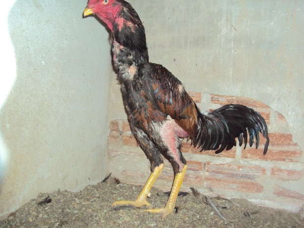 Quase 30 aves foram encontradas com ferimentos em Marília (Foto: Polícia Ambiental/Divulgação)