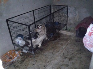 Outros cães estavam presos e com fome (Foto: Monique Malhard)