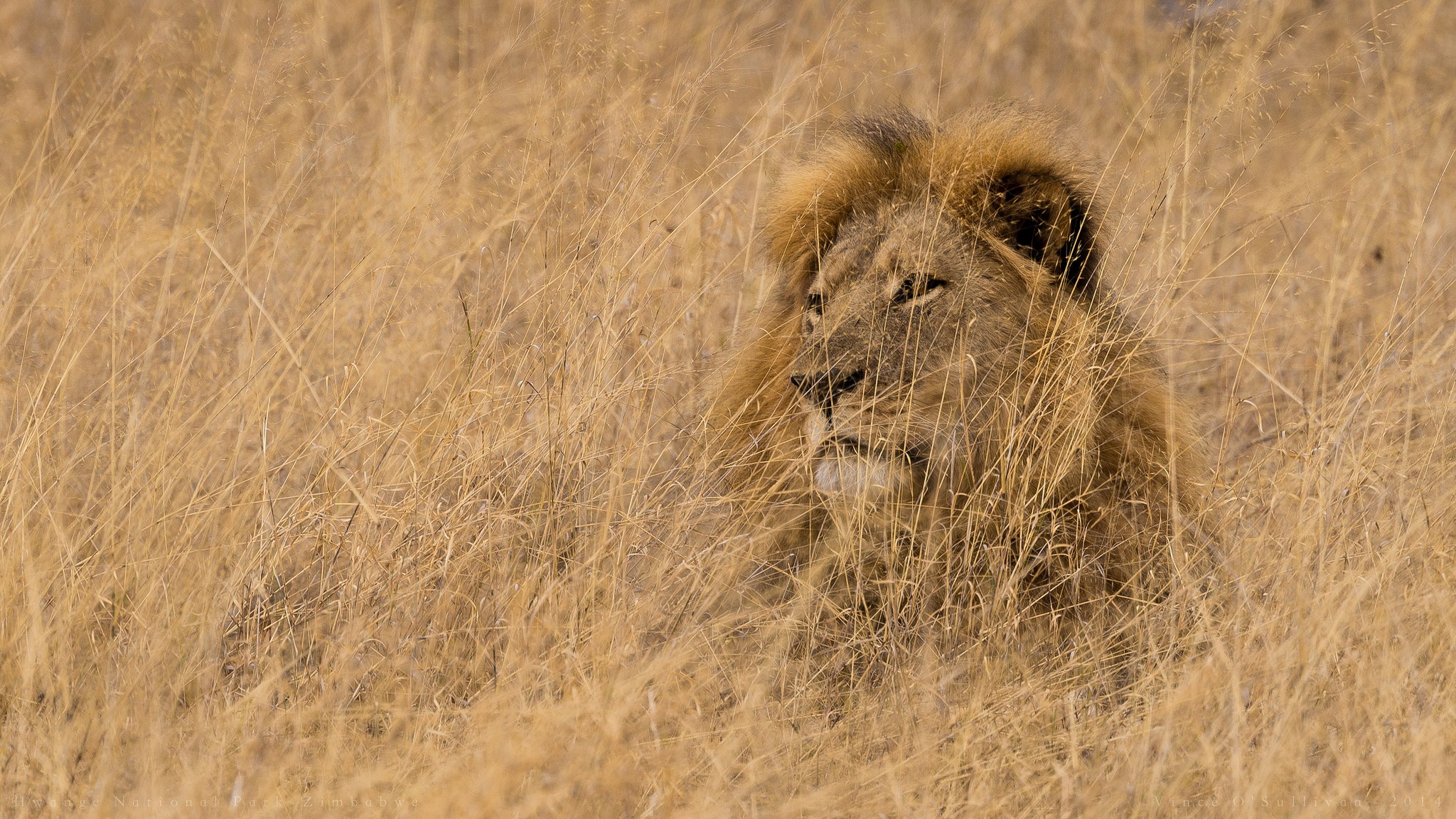 Cecil no Parque Nacional do Hwange, no Zimbábue, há um ano atrás (Foto: Flickr/Vince O'Sullivan)