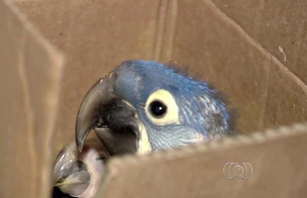 Filhotes de arara-azul encontrados em casa em Aparecida de Goiânia, Goiás (Foto: Reprodução/ TV Anhanguera)