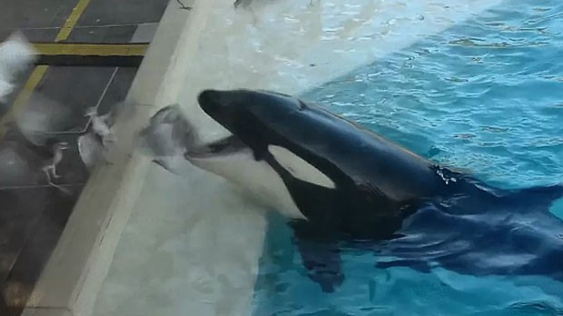 Vídeo impressonante mostra orca atacando aves no SeaWorld de San Diego (Foto: Reprodução/Imgur/Wetskinnybikerides)