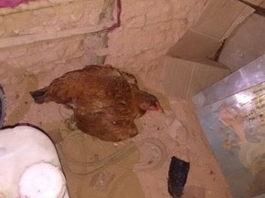 Segundo Major, droga estava debaixo da galinha (Foto: Divulgação/ Polícia Civil)