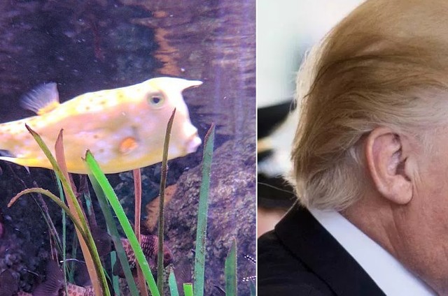Peixe venenoso vira sensa&ccedil;&atilde;o por 'semelhan&ccedil;a' com Trump
