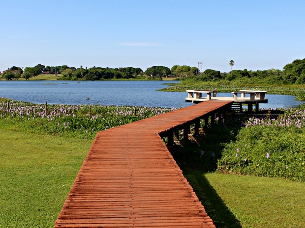 Pantanal em Miranda, MS (Foto: Tatiane Queiroz/ G1 MS)