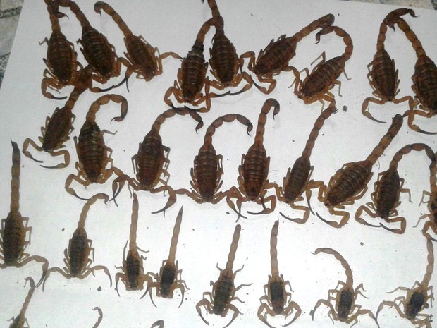 Escorpiões encontrados pela moradora do Bairro Eldorado (Foto: Cláudia Gonçalves Ruas / Arquivo Pessoal)