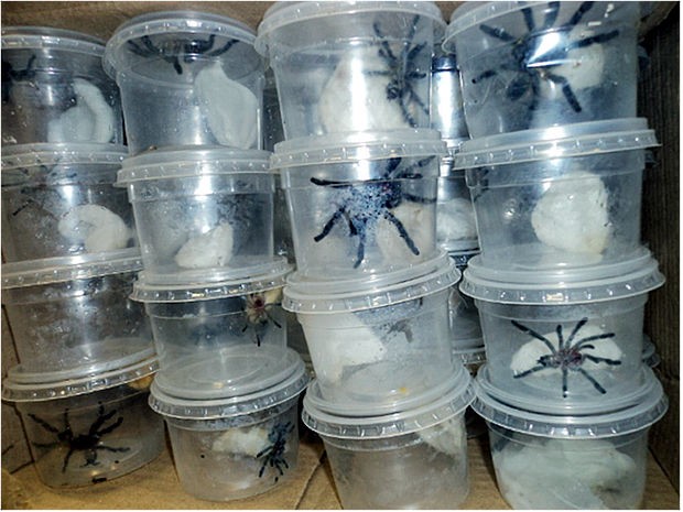 Aranhas foram descobertas em raio-x de agência dos Correios (Foto: Assessoria/Polícia Ambiental)