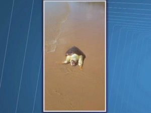 Segundo moradores, morte de animais é causada por pesca predatória de lagosta (Foto: Reprodução/TV Santa Cruz)
