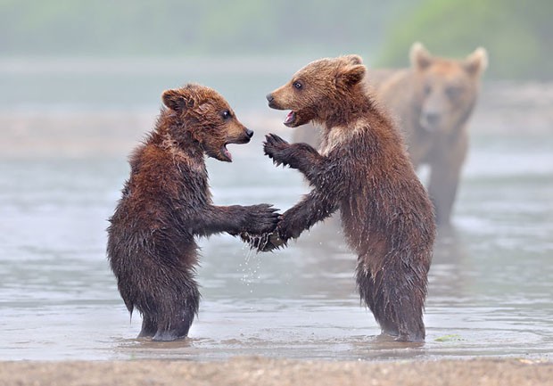 Filhotes de urso e suas mães (Foto: Nikolai Zinoviev / Divulgação) Filhotes de urso e suas mães (Foto: Nikolai Zinoviev / Divulgação)