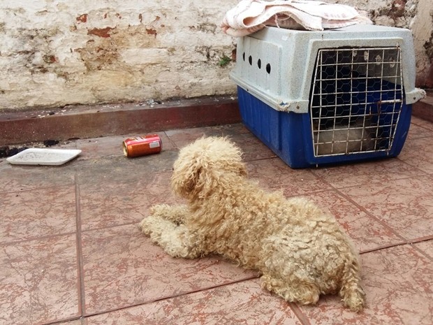 Doze animais foram encontrados com sinais de maus tratos (Foto: Adolfo Lima / TV TEM) Doze animais foram encontrados com sinais de maus tratos (Foto: Adolfo Lima / TV TEM)