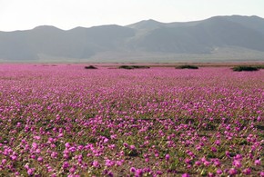 Fotos Impressionantes Mostram Deserto Do Atacama Coberto De Flores Natureza G1