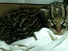 Confundido com onça, filhote de gato- do-mato vira atração em Aragoiânia