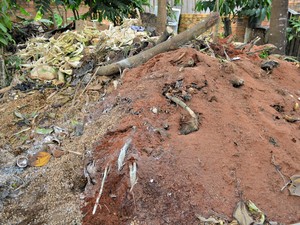 Resíduos orgânicos são deixados para se decompor e produzir a compostagem (Foto: Hosana Morais/G1) Resíduos orgânicos são deixados para se decompor e produzir a compostagem (Foto: Hosana Morais/G1)