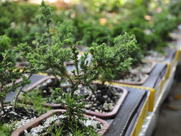 Festival de flores, realizado em Cuiabá, também tem espécies de Bonsai. (Foto: Nathalia Lorentz/G1)