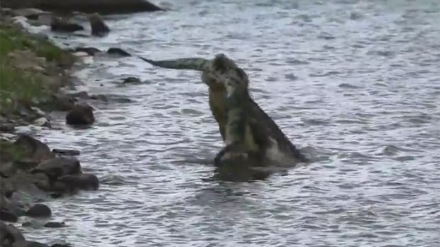 Em vídeo raro, crocodilo é flagrado devorando outro menor na África (Foto: Reprodução/YouTube/Anthony Moore)