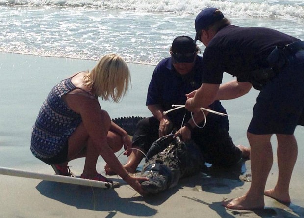 Jacaré de mais de 2 metros foi capturado em praia de Pawleys Island (Foto: Reprodução/Twitter/Pawleys Island PD ) Jacaré de mais de 2 metros foi capturado em praia de Pawleys Island (Foto: Reprodução/Twitter/Pawleys Island PD )