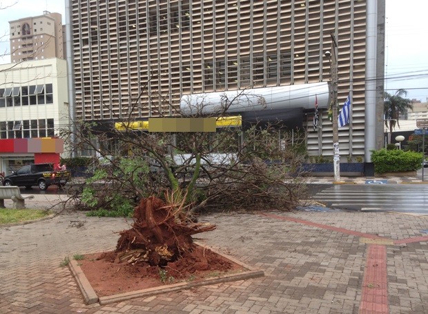 Vento forte derrubou árvore na Praça Rui Barbosa em Araçatuba (Foto: Eduardo Fonseca / TV TEM)