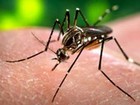 Pará registra mais de 200 casos de suspeita de dengue no início de 2014