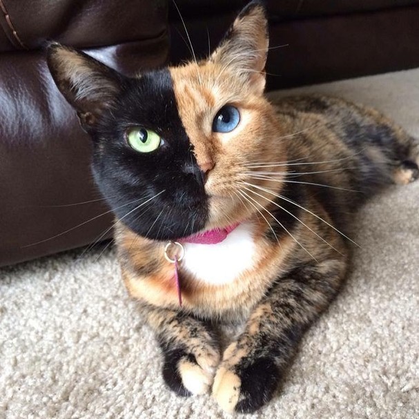18 Reclamacoes Engracadissimas Do Gato Que Conquistou A Internet