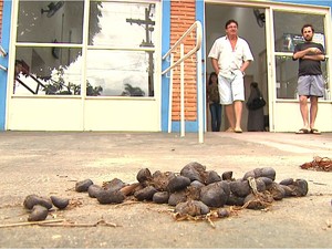 Fezes de animais em frente a UBS em Orlândia, SP (Foto: Valdinei Malaguti/EPTV)