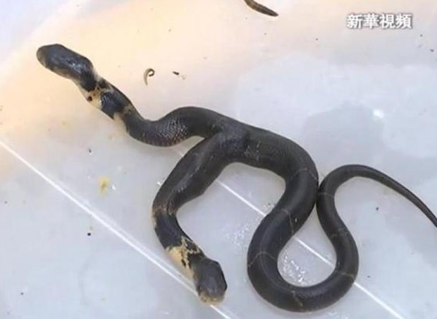 Serpente está abaixo do peso e se recusa a comer ou beber (Foto: Reprodução/YouTube/Chinatime)