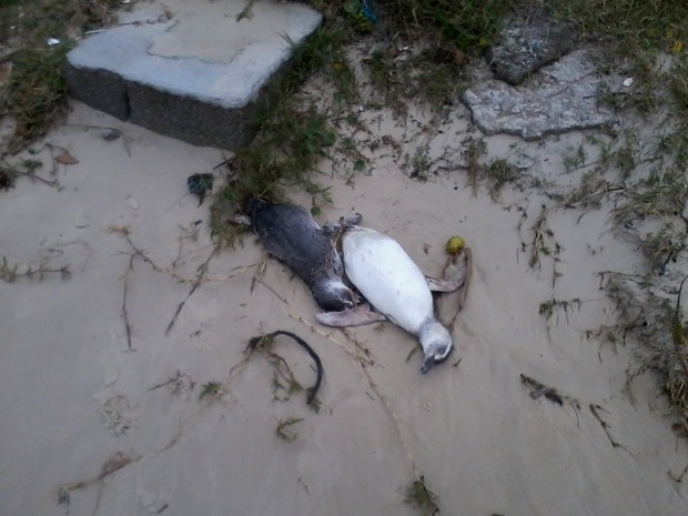 G1 Pinguins são encontrados mortos na praia dos Ingleses em