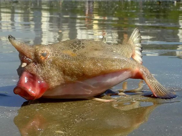 Peixe 'estranho' aparece em praia de Santos, SP, e atrai curiosos Morcego1111