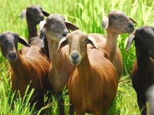 Piauí é o 2º maior produtor de caprinos e o 3º na produção de ovinos. (Foto: Divulgação)
