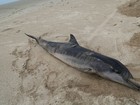 Instituto apura causa da morte de golfinho encontrado no Litoral do PI