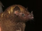 Nova espécie de morcego é descoberta em Linhares, no ES