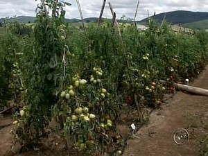 Chuva que atingiu interior de SP também prejudicou produção, diz agricultor (Foto: Reprodução/ TV TEM) Chuva que atingiu interior de SP também prejudicou produção, diz agricultor (Foto: Reprodução/ TV TEM)