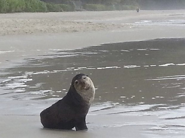 Leão-marinho aparece na praia de Juquehy, em São Sebastião (Foto: Divulgação/ Prefeitura de São Sebastião)