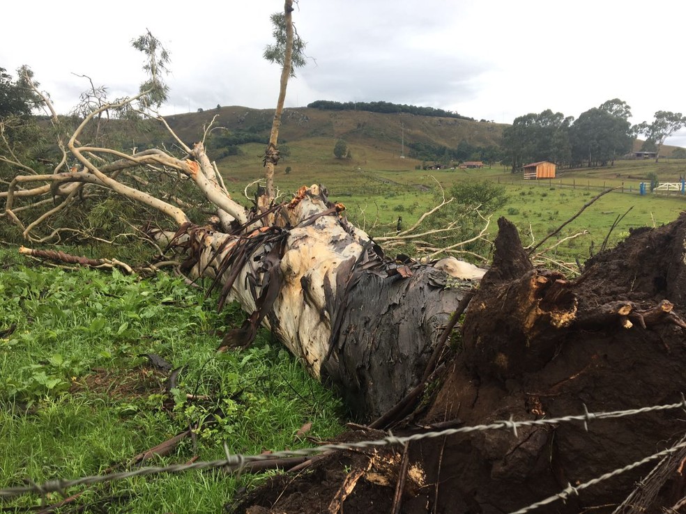 Temporal nesta quinta-feira (8) derrubou árvore em Lages (Foto: Carlos Alberto Becker )