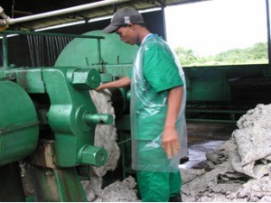 Produção de borracha tem grandes investimentos no Amazonas (Foto: Divulgação/SDS)