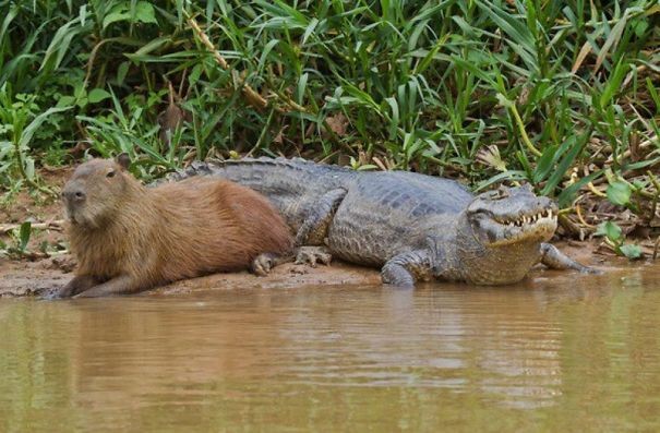 15 fotos que provam que a capivara é o animal mais simpático da natureza -  Revista Galileu