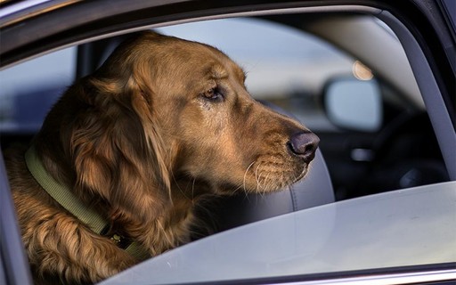 Cachorro Medo De Andar De Carro Como Fazer O Pet Se Acostumar