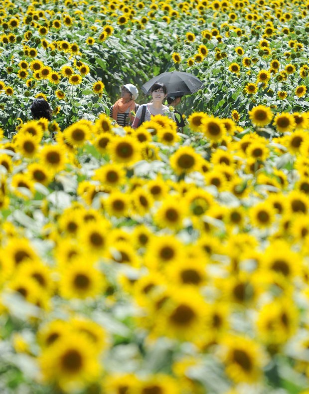 Turistas aproveitam um campo de girassóis para passear e tirar fotos na cidade japonesa. (Foto: Toru Yamanaka/AFP)