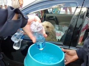 Animais receberam água de guardas municipais (Foto: Blog do Eduander Silva)