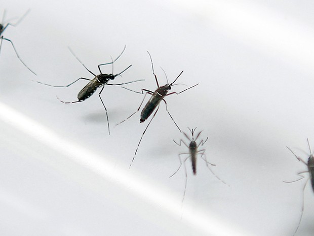 Há 'fortes indícios' de que zika vírus, transmitidos por mosquitos Aedes aegypti, tenha correção com aumento de casos de síndrome de Guillain-Barré  (Foto: AFP Photo/Patrice Coppee)