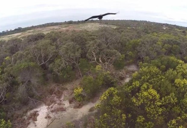 Águia atacou e derrubou drone que fazia imagens na Austrália (Foto: Reprodução/YouTube/Melbourne Aerial Video) Águia atacou e derrubou drone que fazia imagens na Austrália (Foto: Reprodução/YouTube/Melbourne Aerial Video)