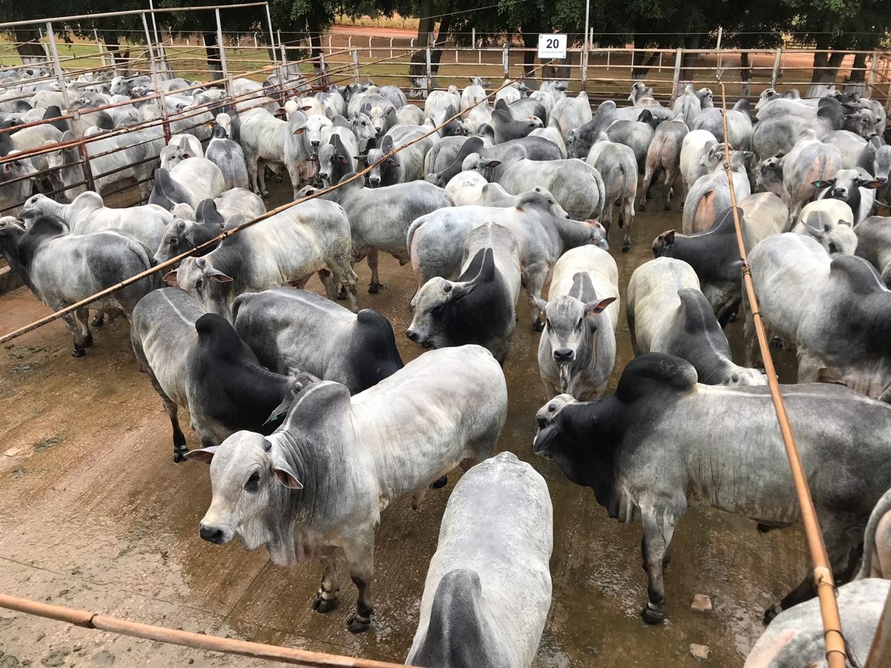 primeira etapa no MS Circuito Nelore avaliará 25 mil animais em