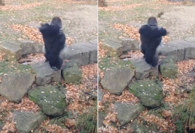 Gorila ficou irritado ao ser filmado e lançou pedra contra jovens (Foto: Reprodução/YouTube/Stefan Nolan)
