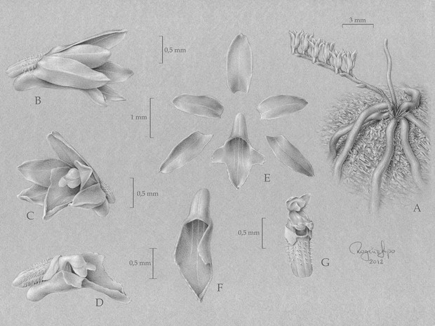 Ilustração detalha menor flor de orquídea do mundo, descoberta por pesquisadores da UFSC (Foto: Rogério Lupo)
