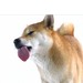 Proteção de Tela Shiba Inu
