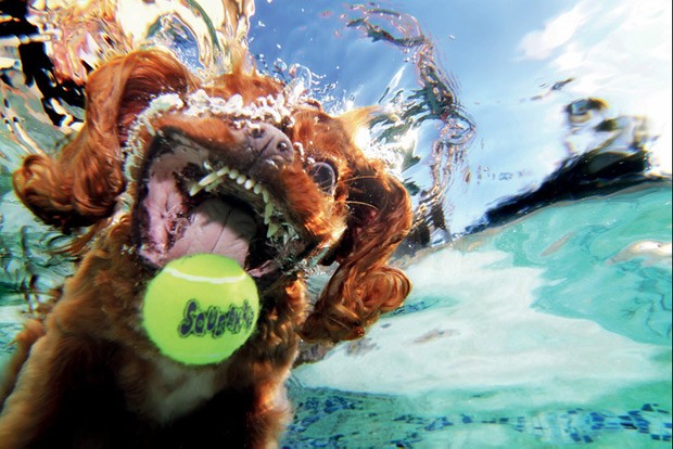  Cavalier king charles spaniel Buster foi o primeiro cão a ser fotografado embaixo d'água por Casteel (Foto: Seth Casteel/BBC)