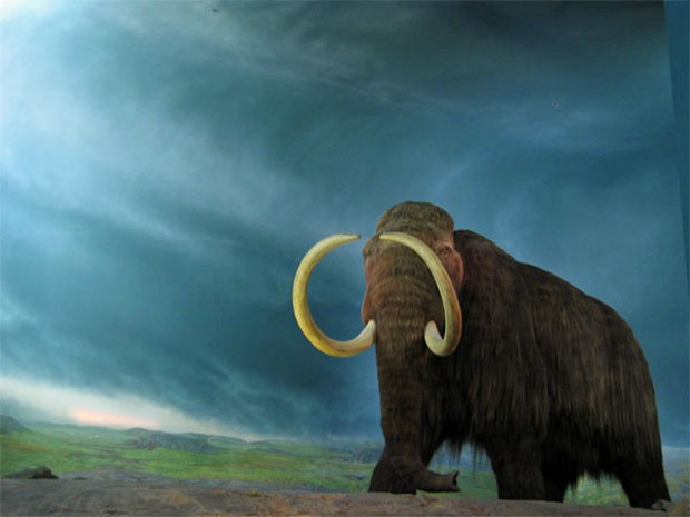 Reconstrução de um exemplar de mamute-lanoso que está no Museu Real da Columbia Britânica (Foto: rpongsaj/Wikimedia Commons)