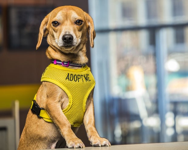 Vestindo roupas com os dizeres 'me adote', cães de um abrigo recebem hóspedes no hotel dos EUA (Foto: McKibbon Group/Divulgação) Vestindo roupas com os dizeres 'me adote', cães de um abrigo recebem hóspedes no hotel dos EUA (Foto: McKibbon Group/Divulgação)